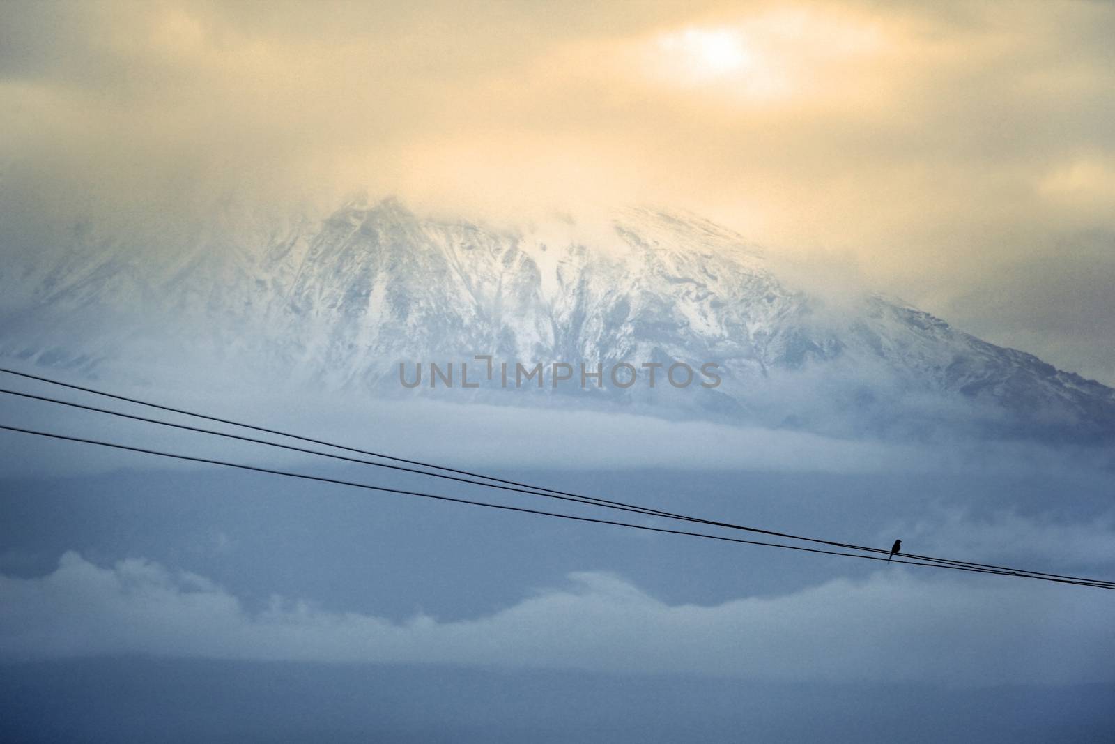 Mount Kilimanjaro, Kenia, the highest mountain in Africa. electric wire with a bird in the foreground 
