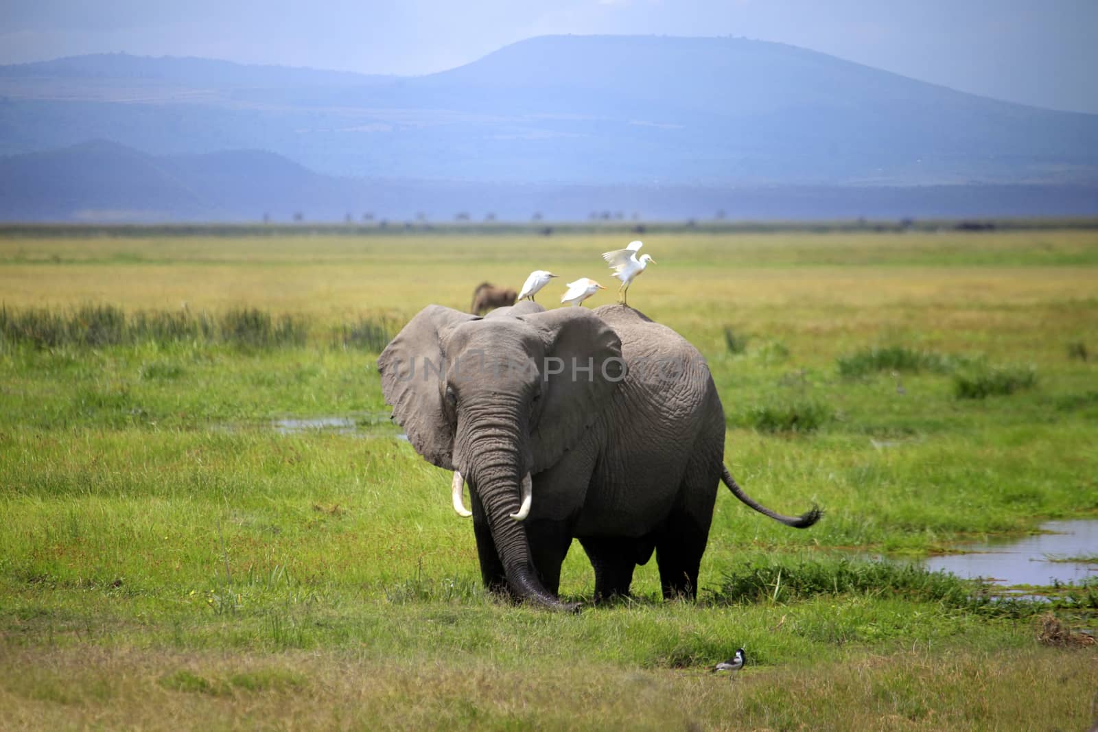 Elephants in Amboseli national park in Kenia