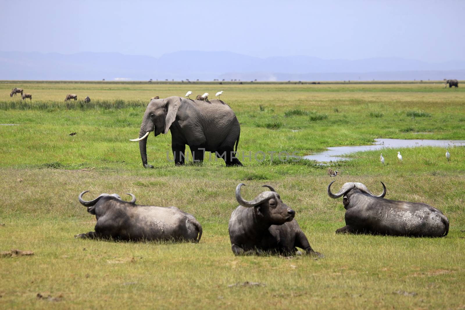 Elephant and Cape Buffalo. Amboseli national park in Kenia