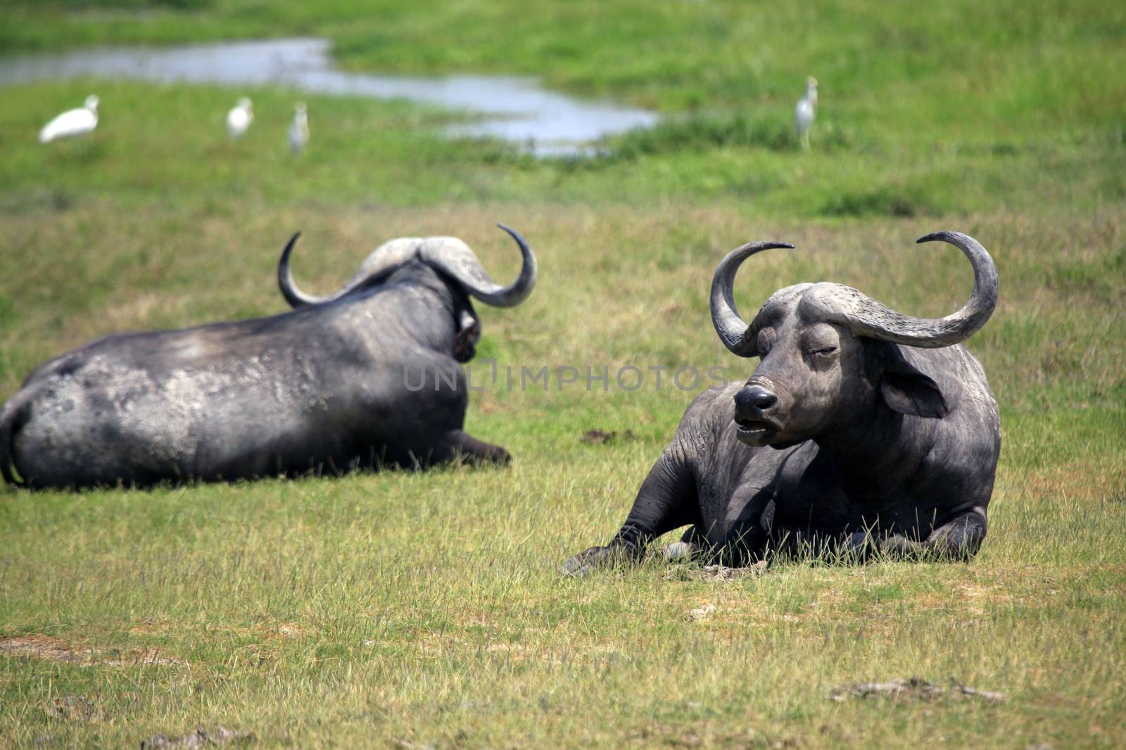 Cape Buffalo (Syncerus caffer) at Amboseli, Kenya