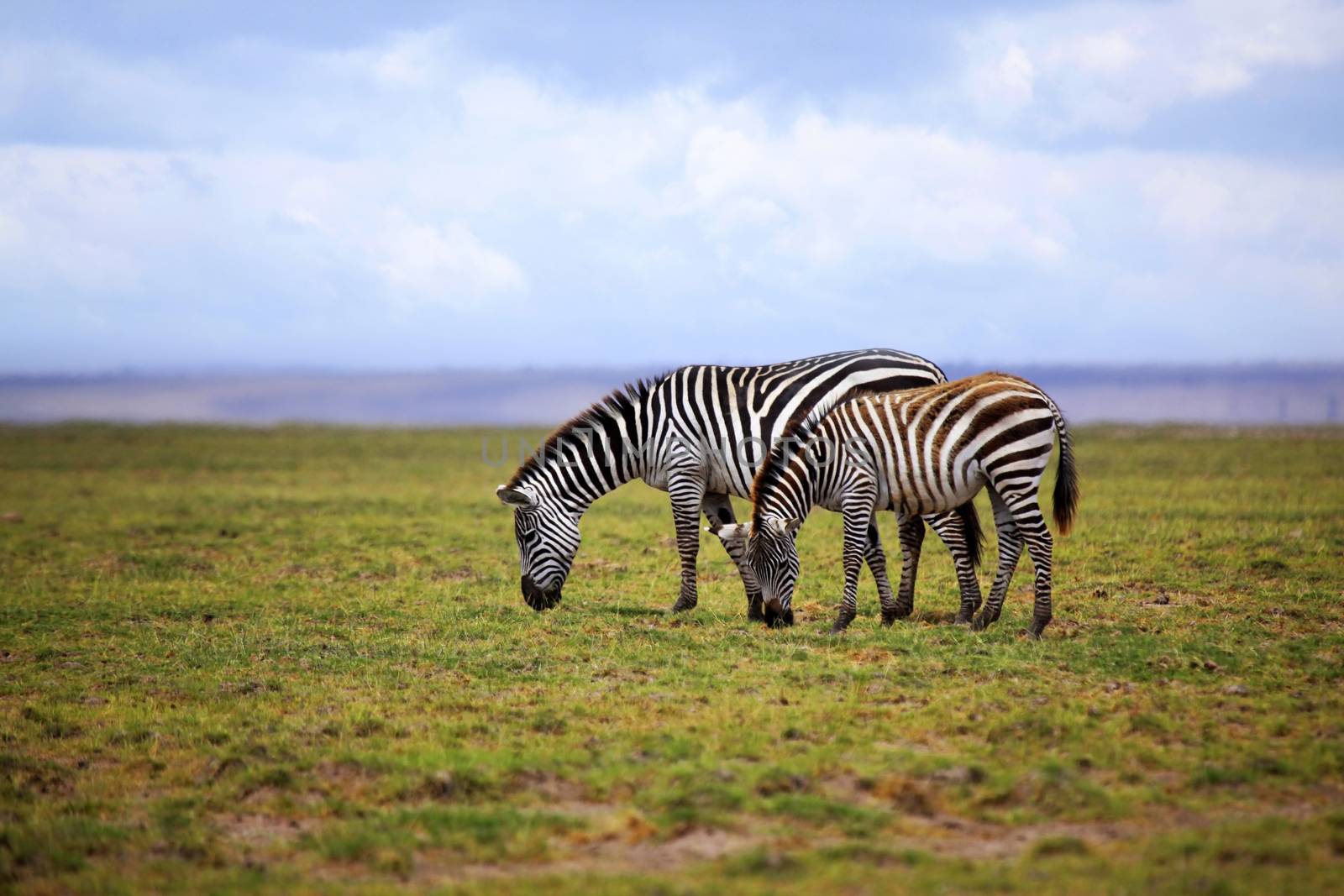 Zebras herd on savanna. Amboseli national park in Kenia