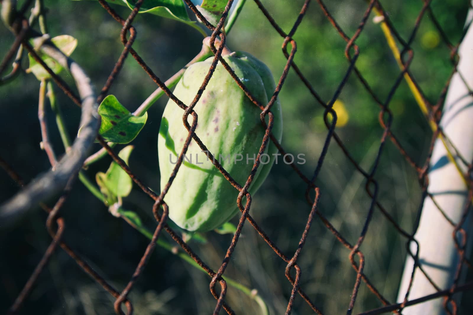 Chainlink fence and a Fruit by MARphoto