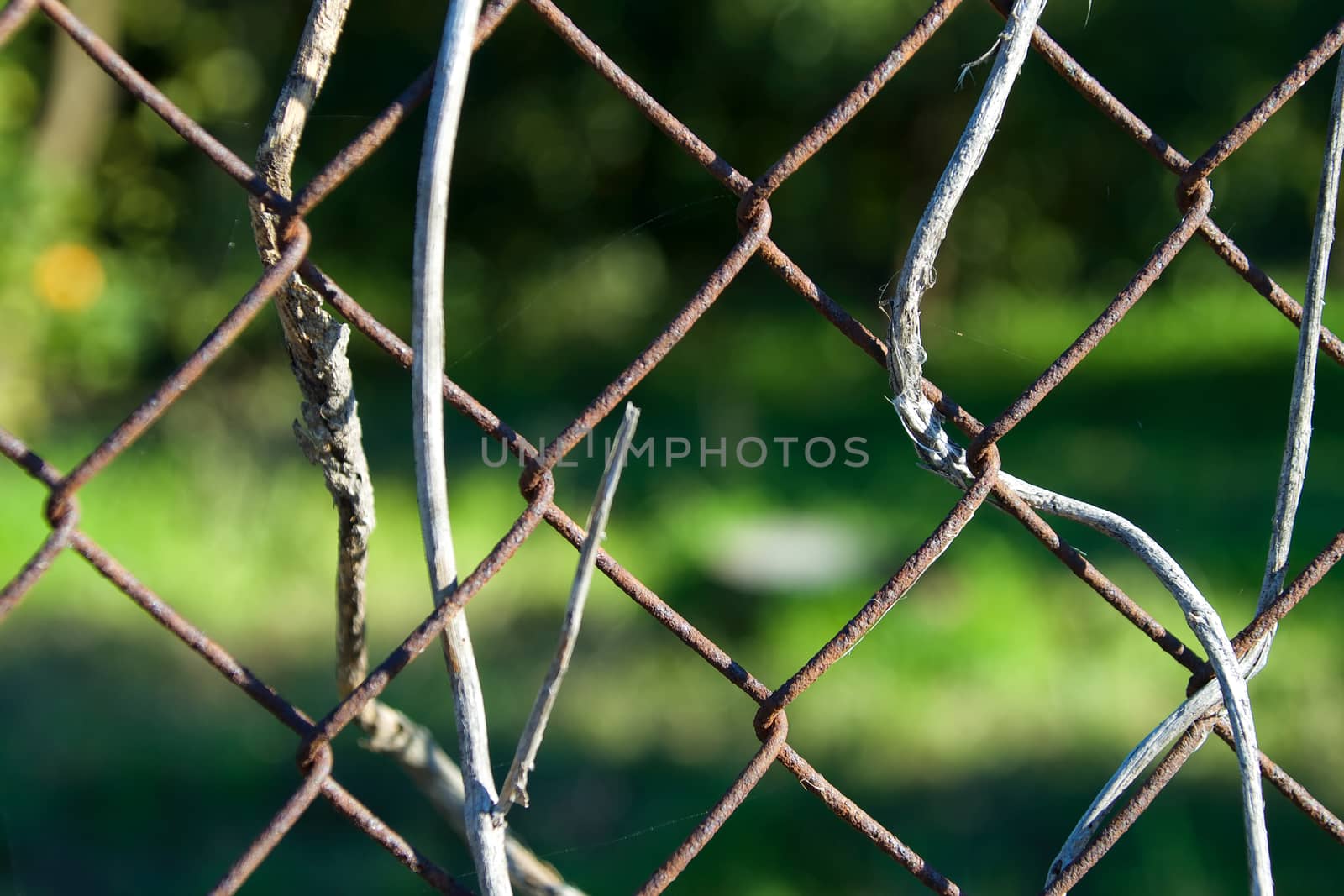 Close-up on a chainlink fence with dried grass