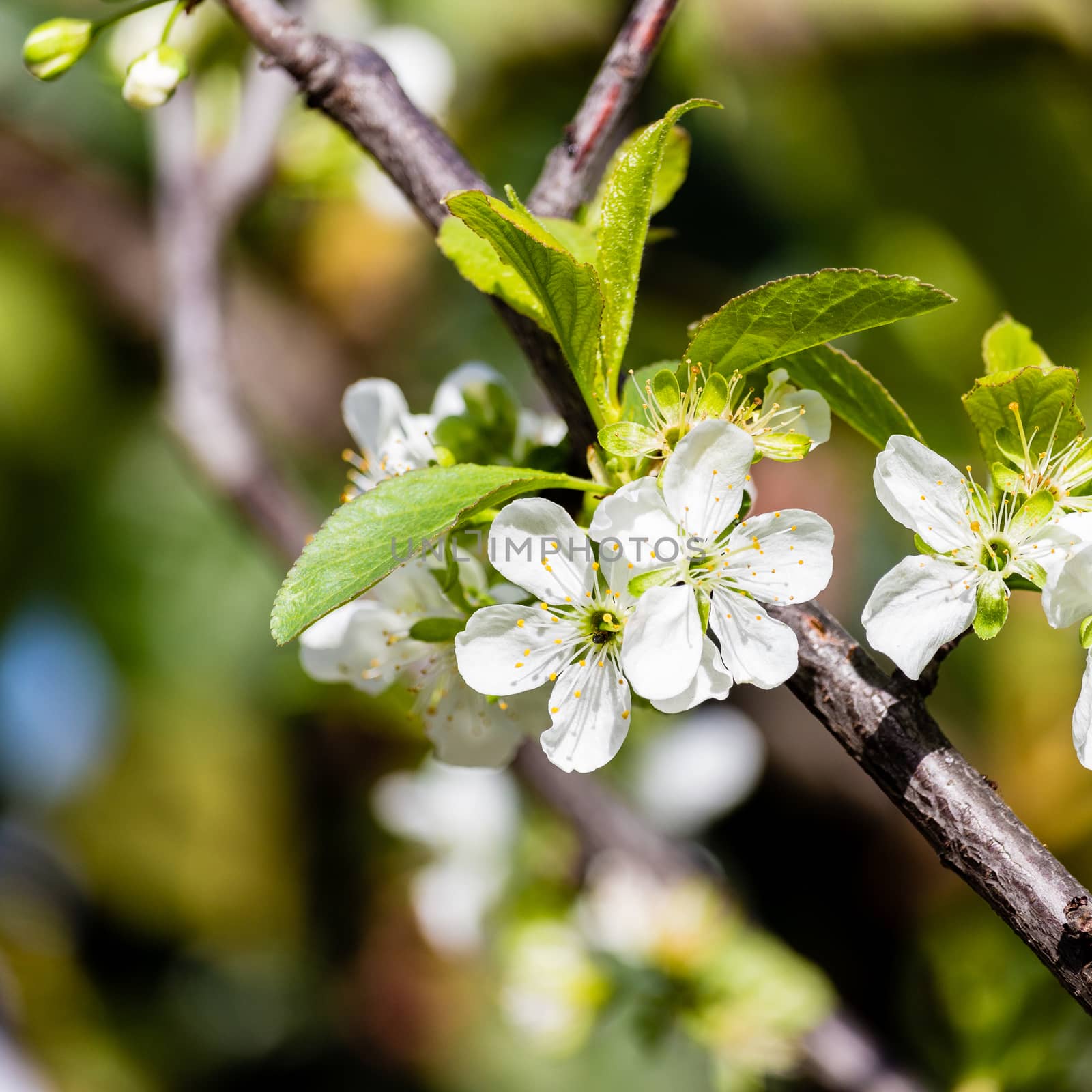 Blooming  tree and mount. Sicily. Spring season. Italy