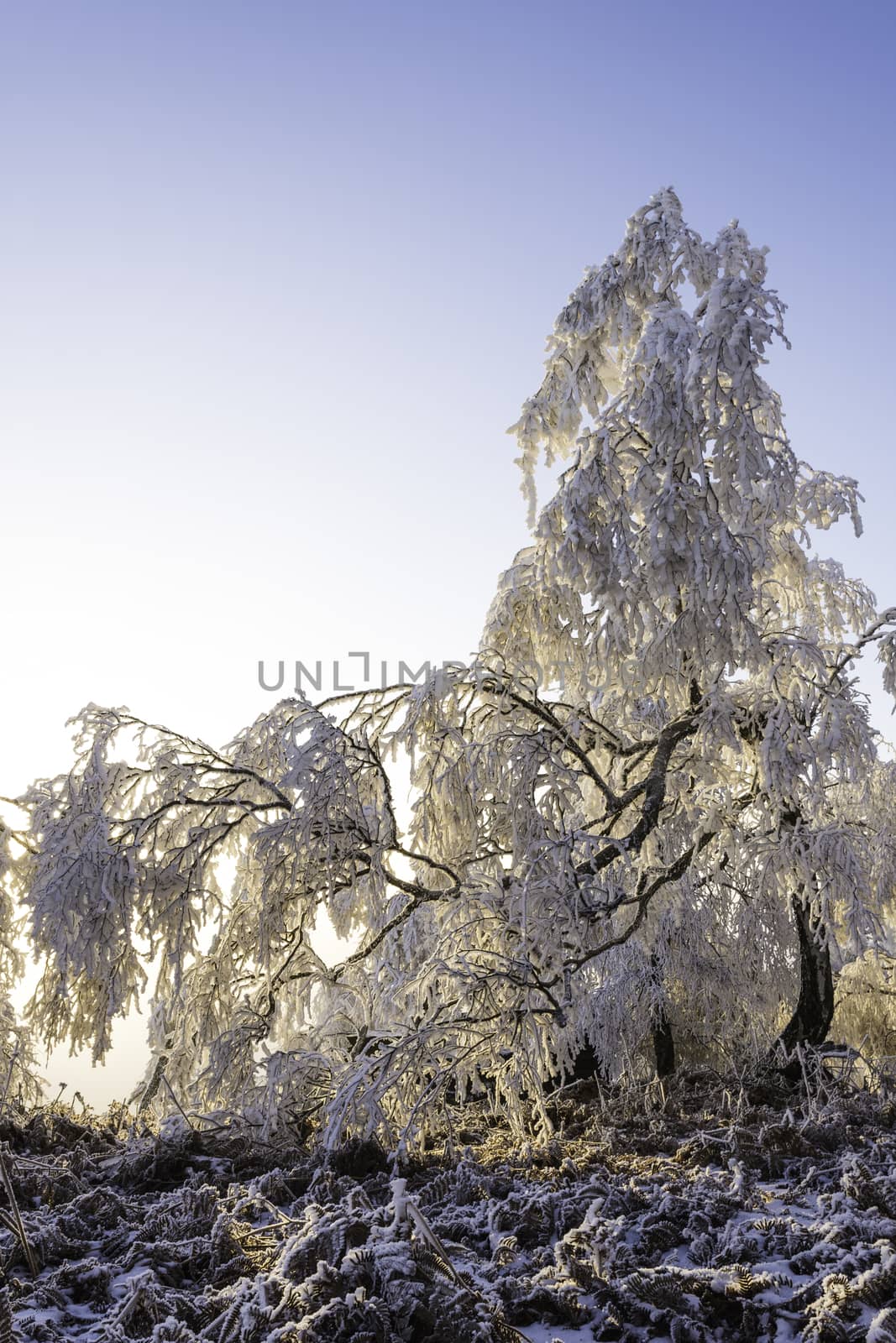 Frosted tree branches in winter landscape at sunset