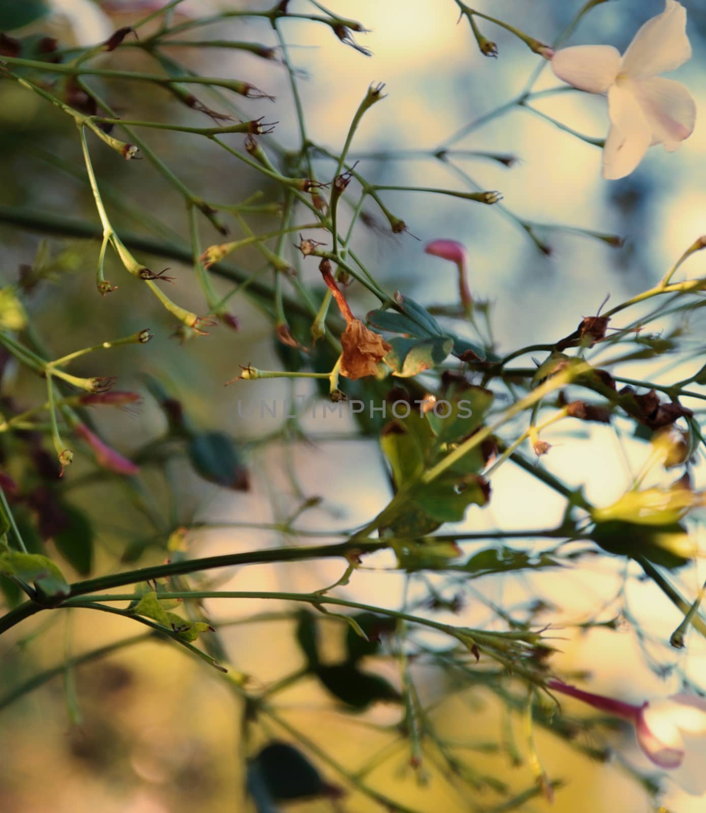 Close-up on a branch of small and delicate flowers