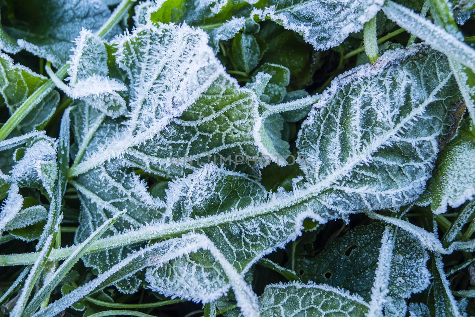 Close up of early morning frost on grass and leaves