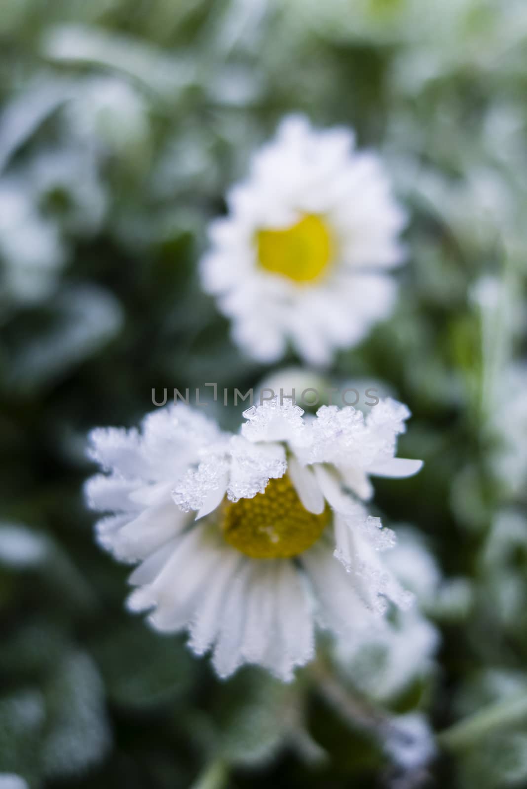 Early morning frost on grass and daisy by AlessandroZocc