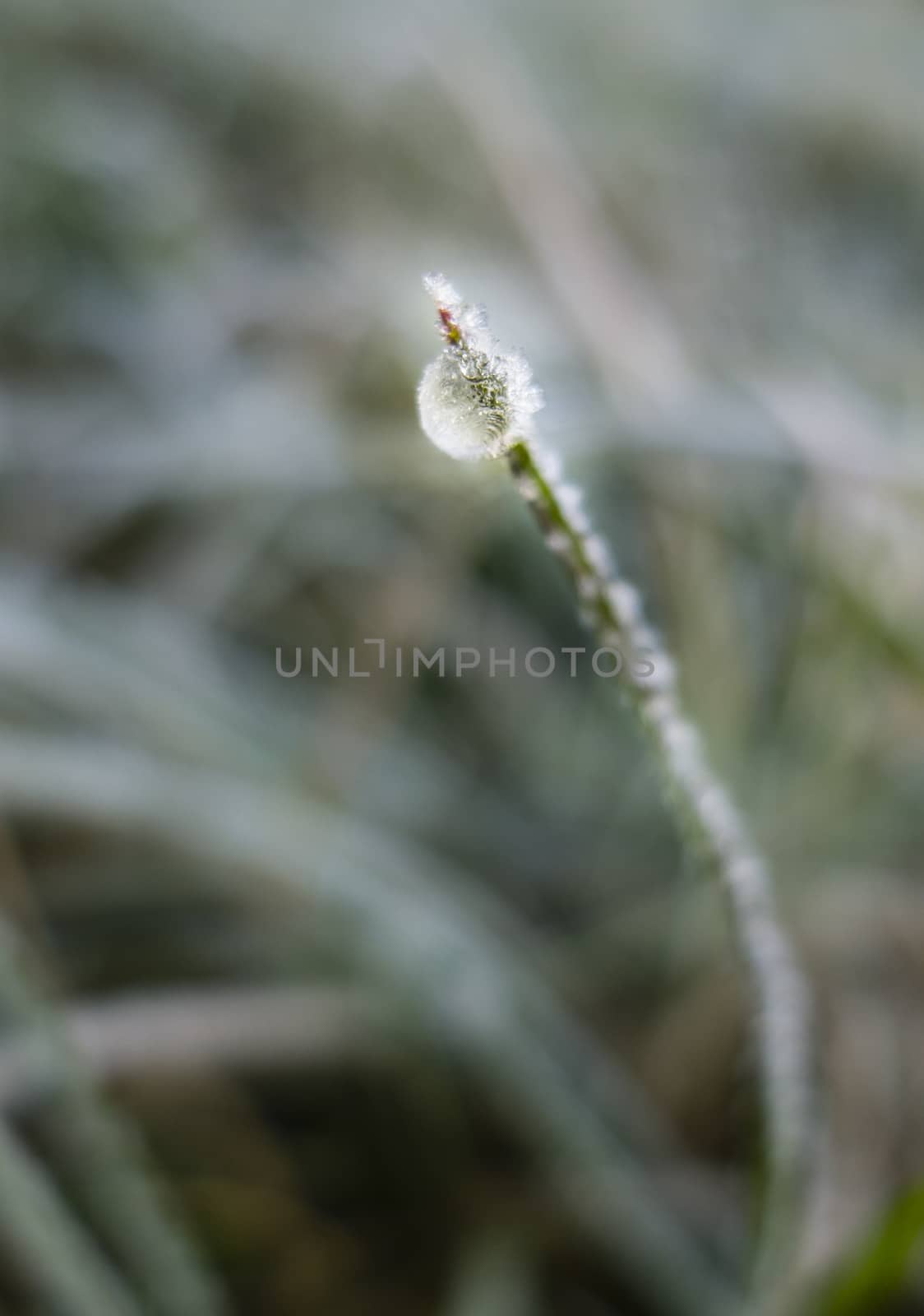 Early morning frost on grass by AlessandroZocc