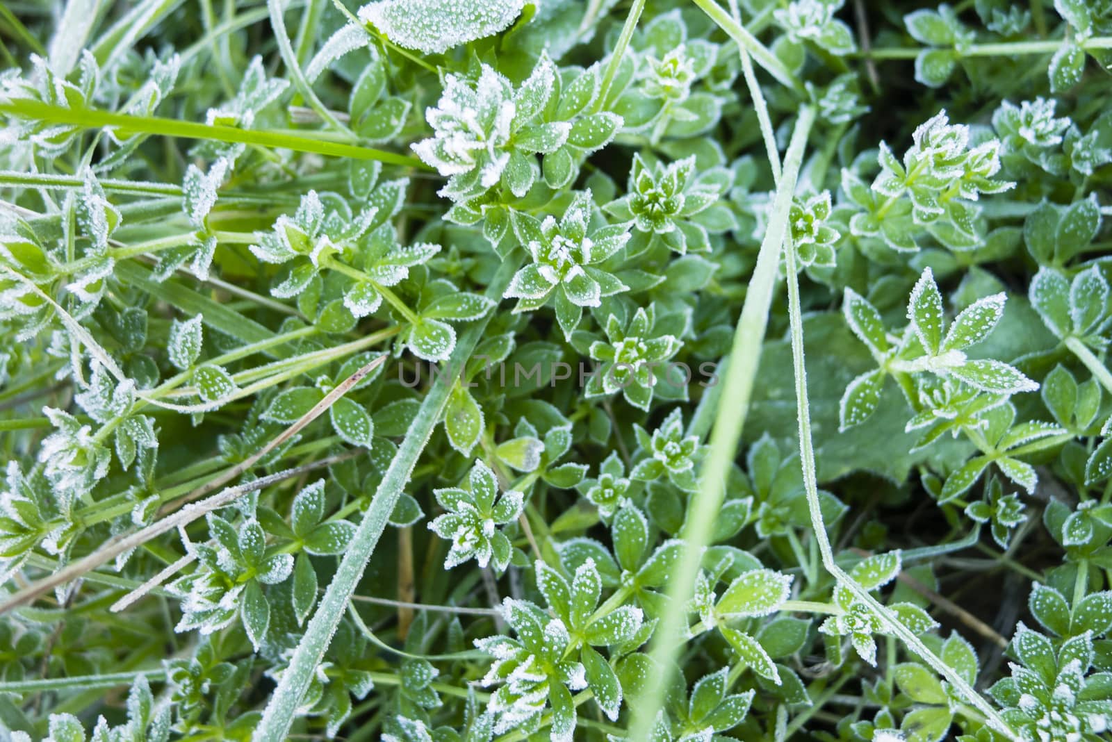 Close up of early morning frost on grass and leaves