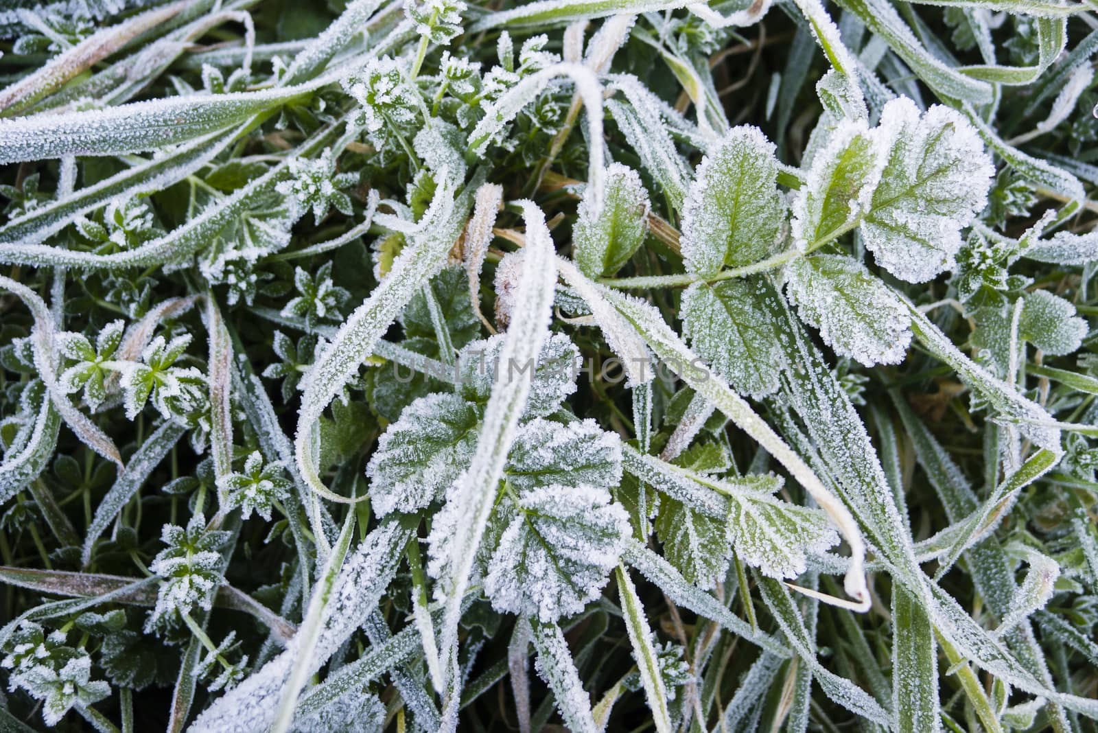 Close up of early morning frost on grass and leaves