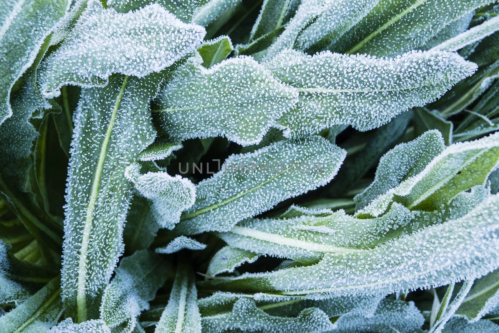 Close up of early morning frost on grass and leaves