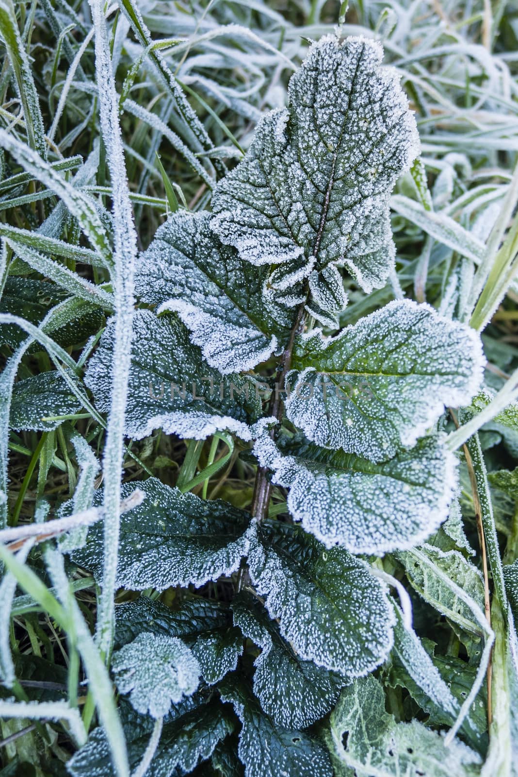 Close up of early morning frost on grass and leaves