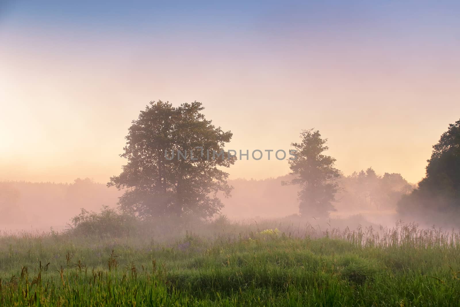 Summer misty dawn on the bog. Foggy swamp in the morning. Misty morning 