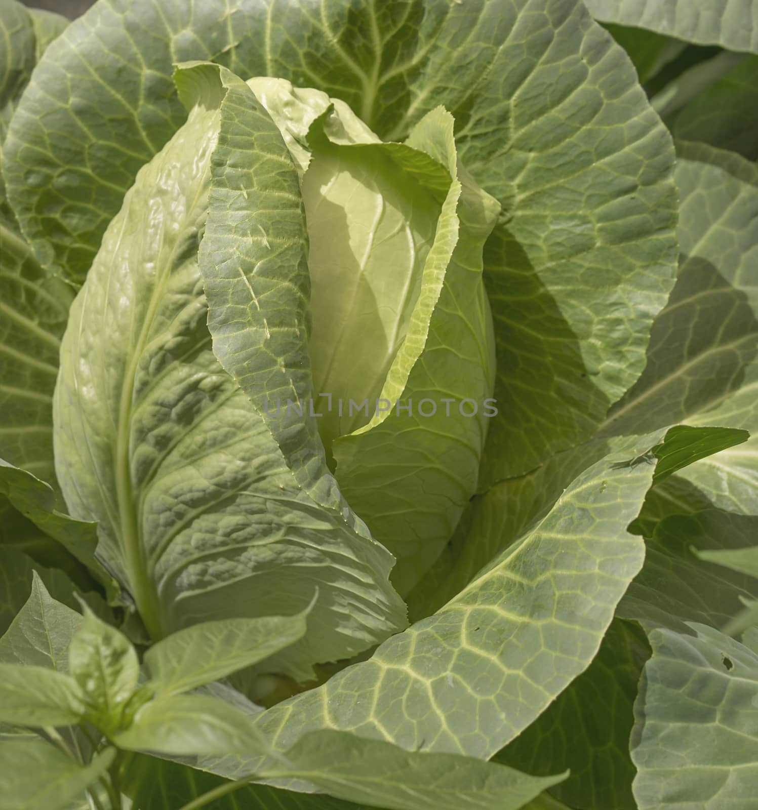 Fresh Green Cabbage by sherj