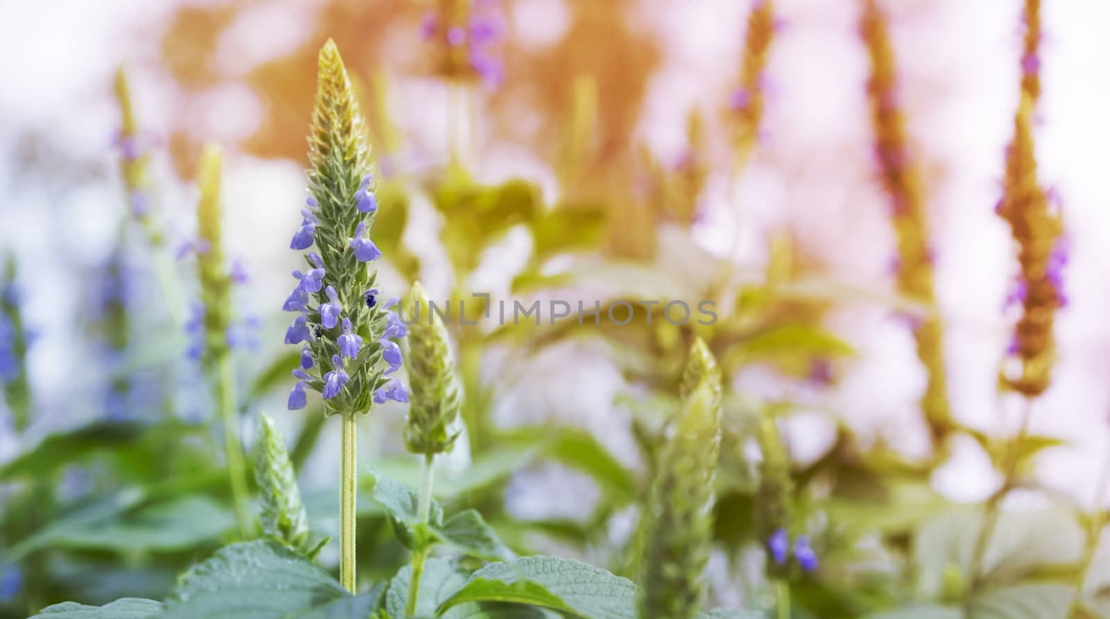 Purple chia flowers on stalk growing in garden in Spring landscape