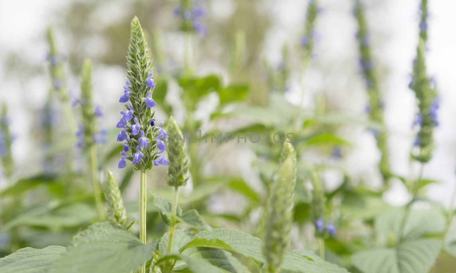 Purple chia flowers growing in garden