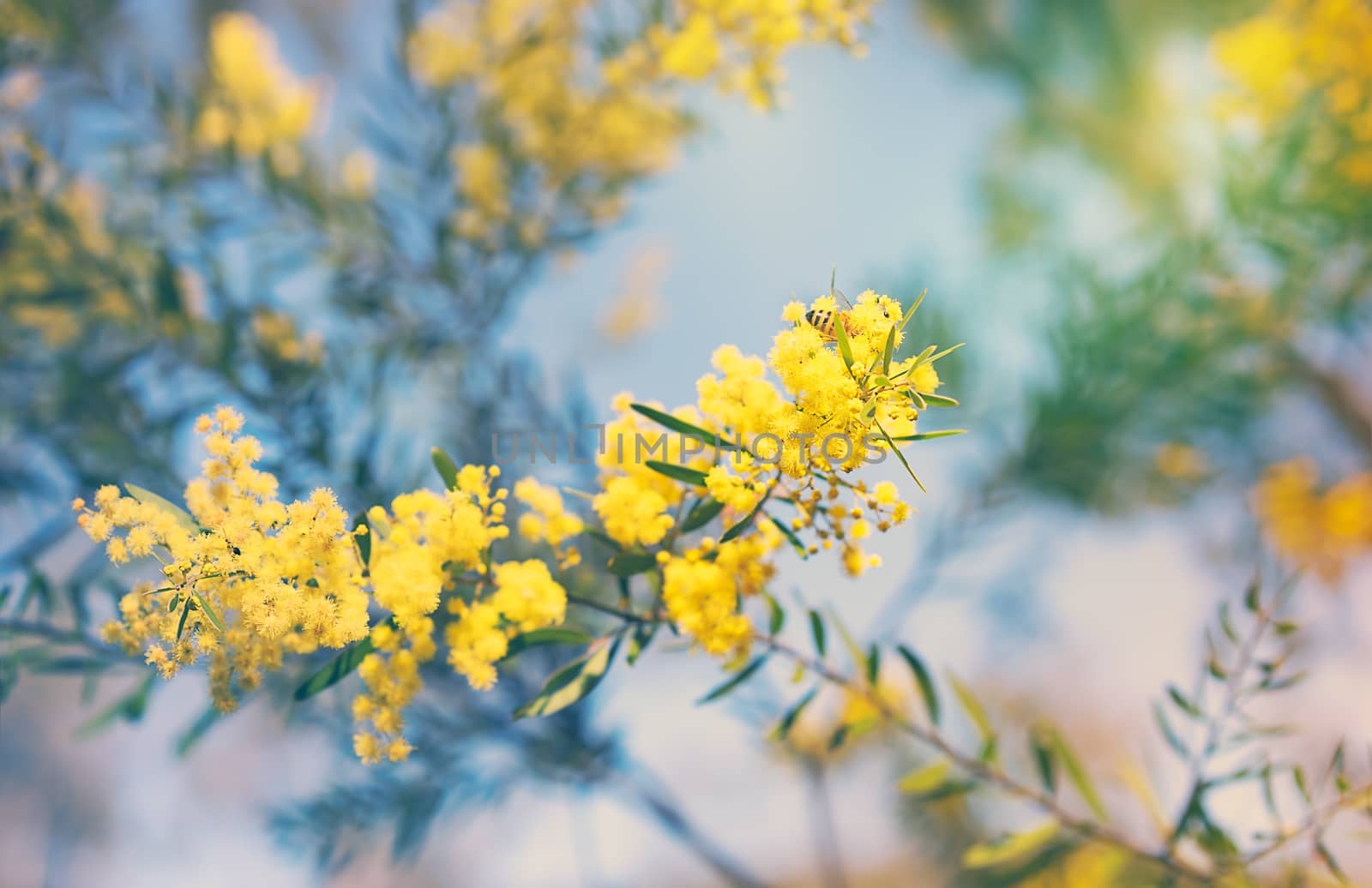 Australian golden yellow spring wattle flowers  by sherj