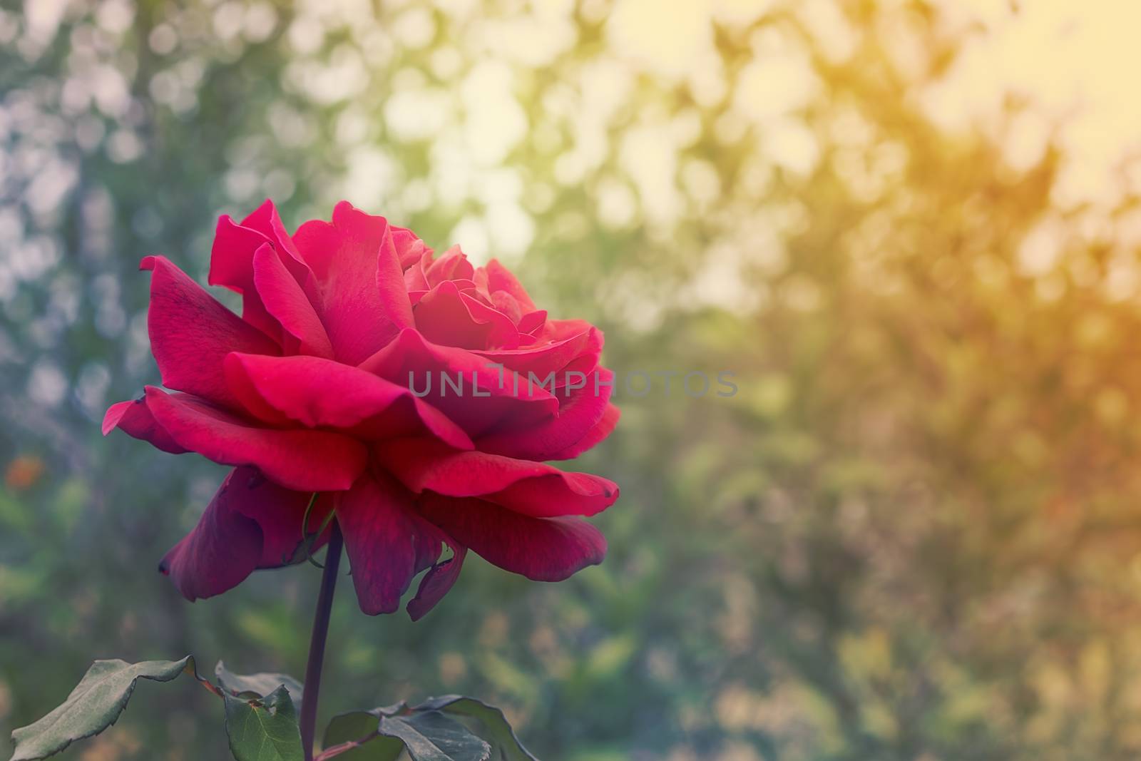 Red rose flower on condolences background for sympathy greeting card for death funeral or tragedy