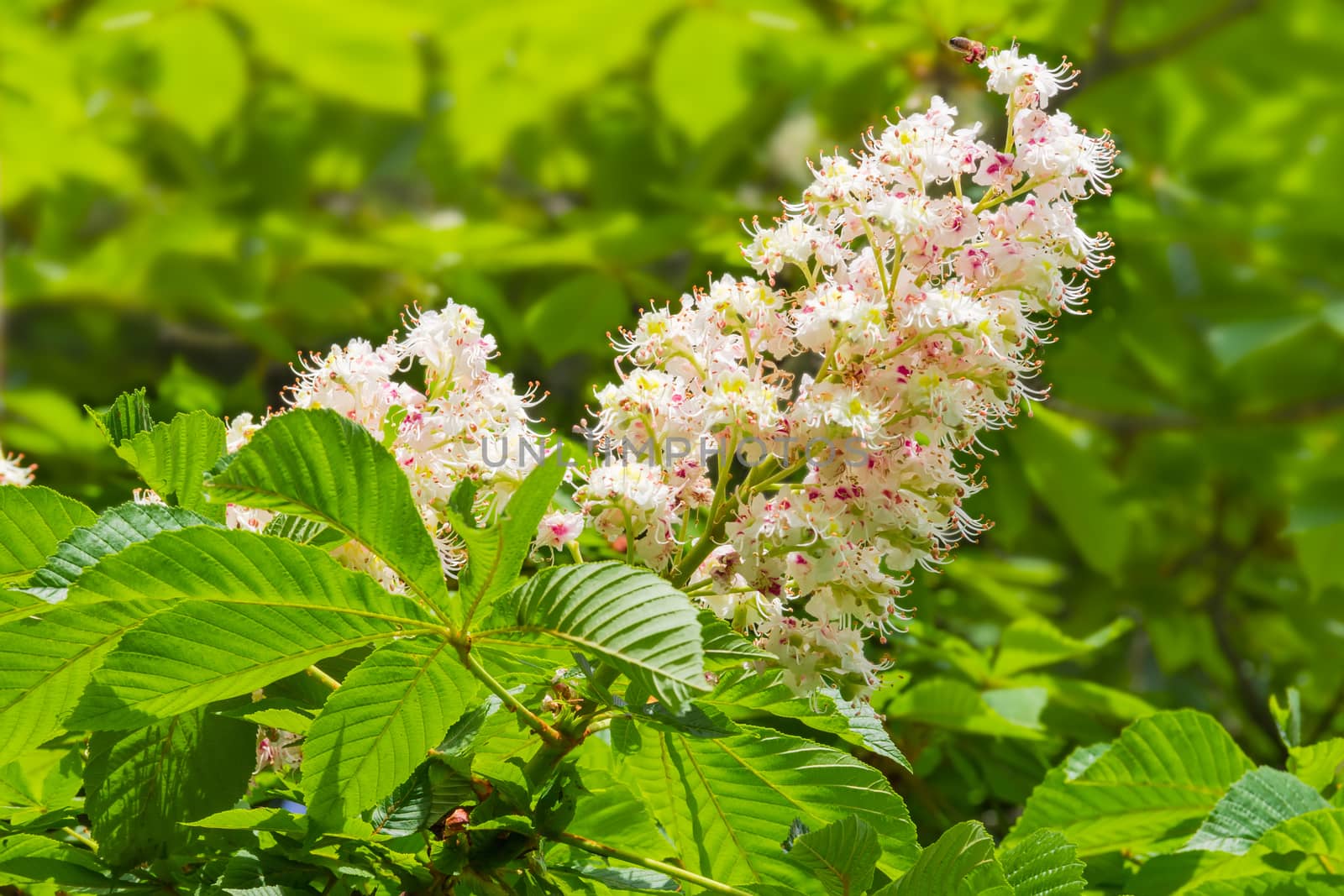 Flower of horse-chestnut on the background of foliage  by anmbph