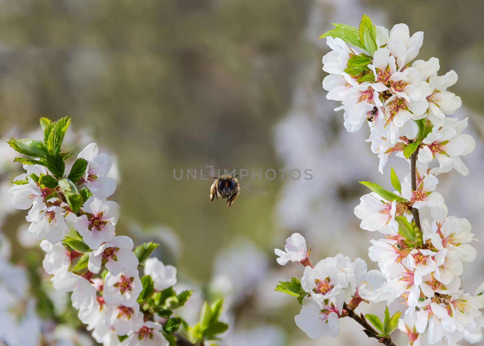 Honey bee in flight closeup and flowering branches of cherry on the blurry background
