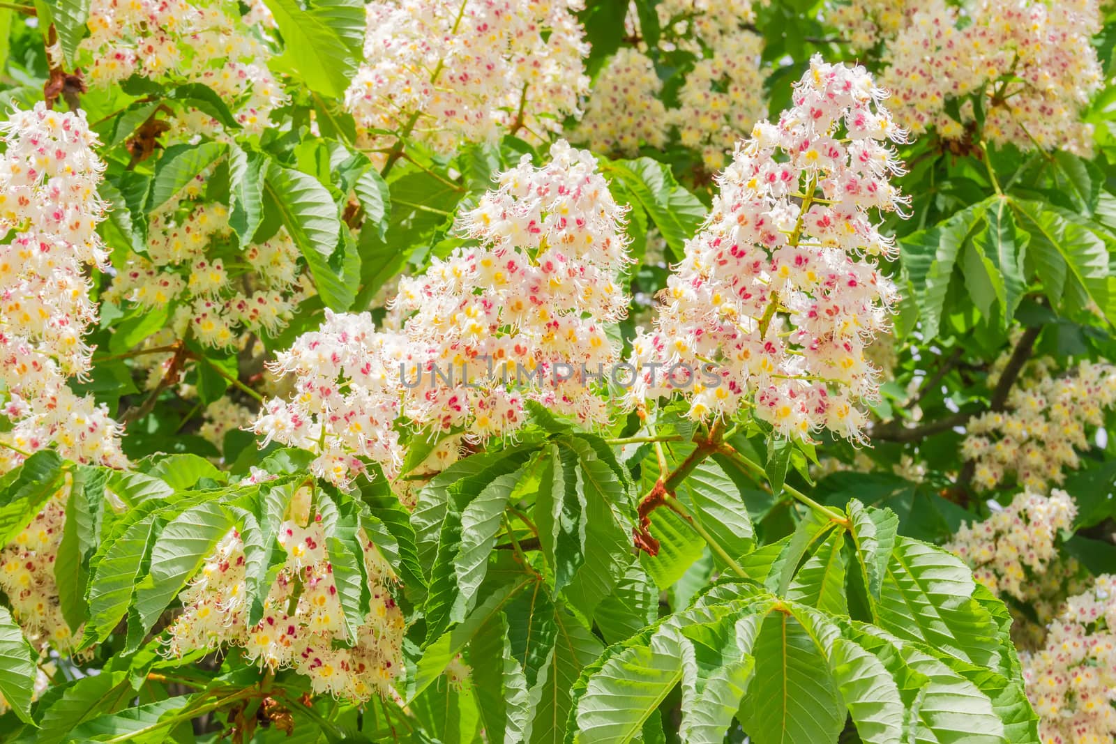 Background of panicles with flowers of horse-chestnuts among the branches and foliage
