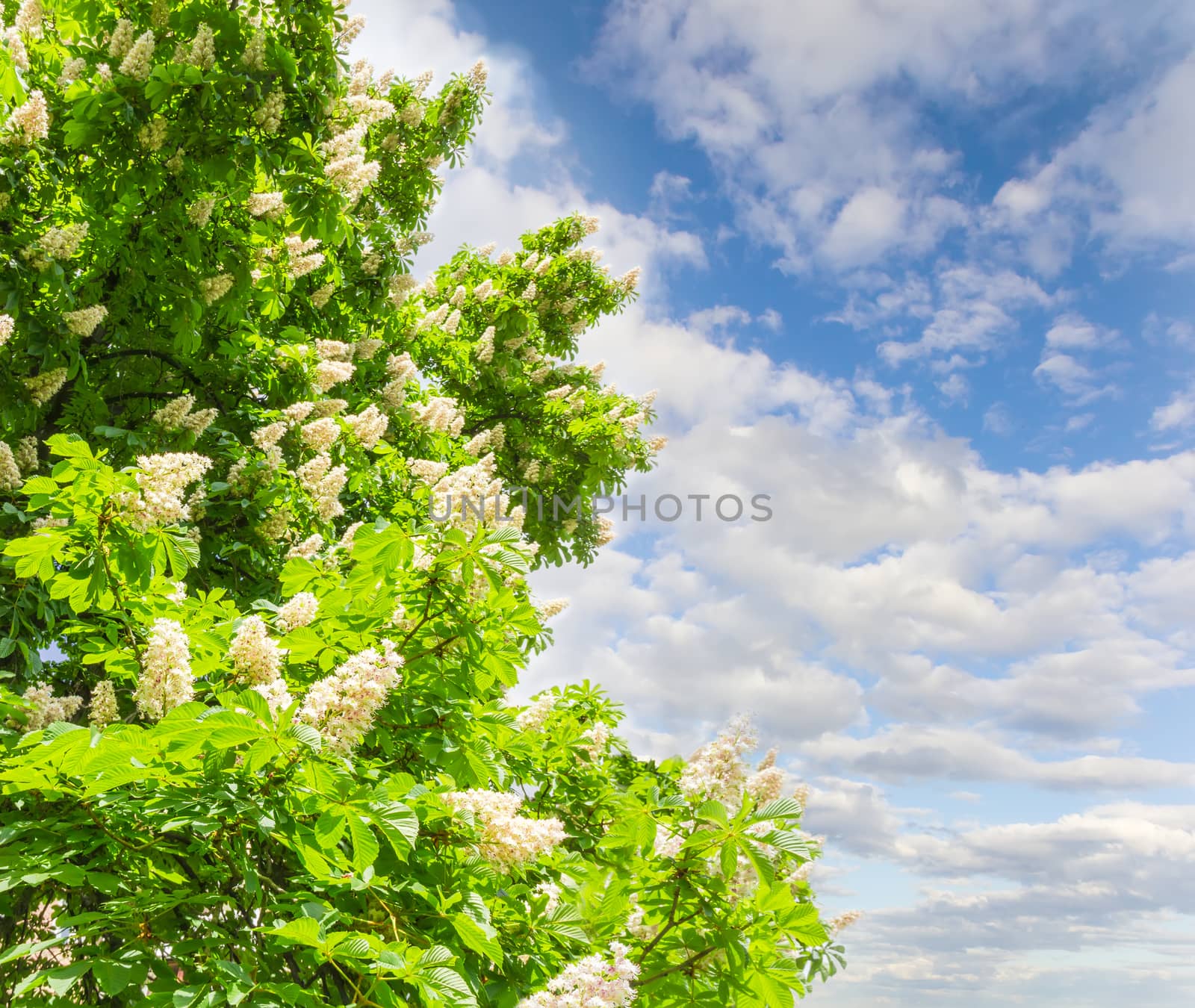 Blooming horse-chestnuts against the sky with clouds by anmbph