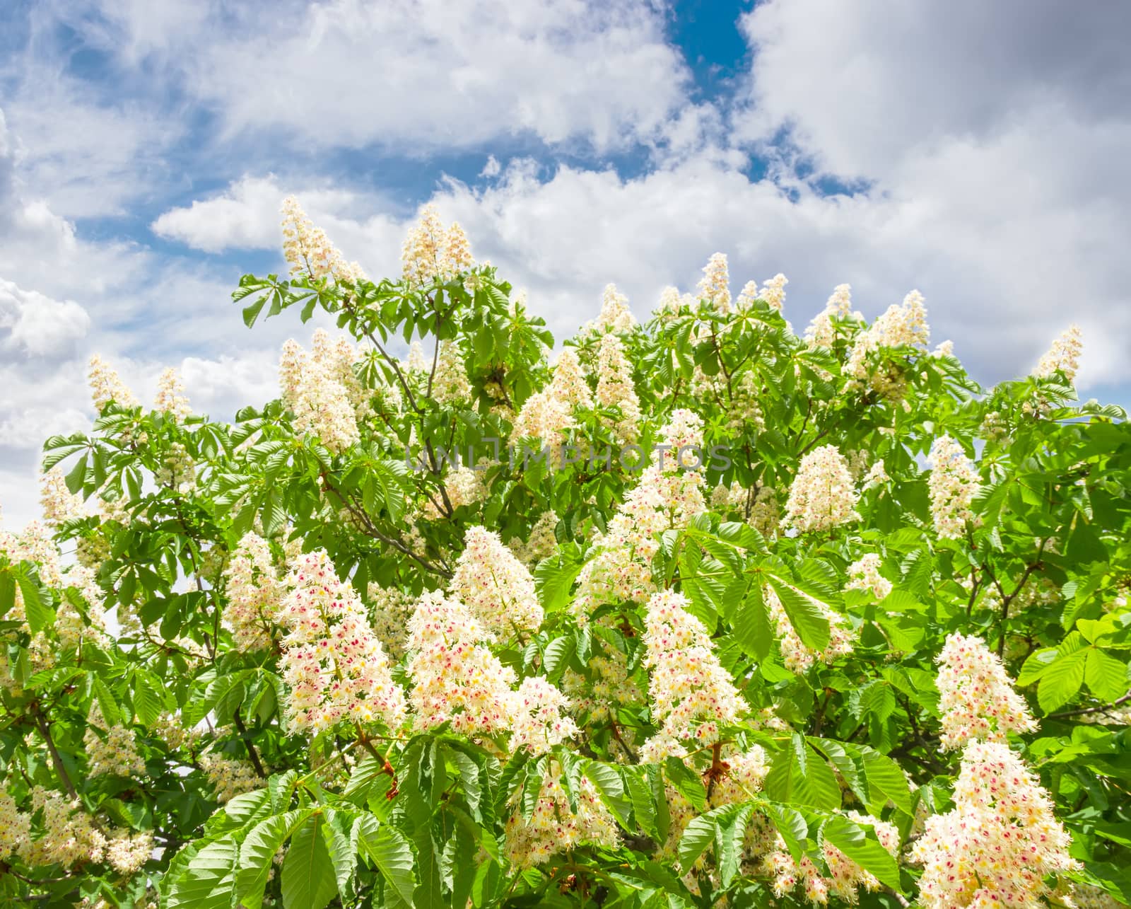 Blooming horse-chestnuts against the sky with clouds by anmbph