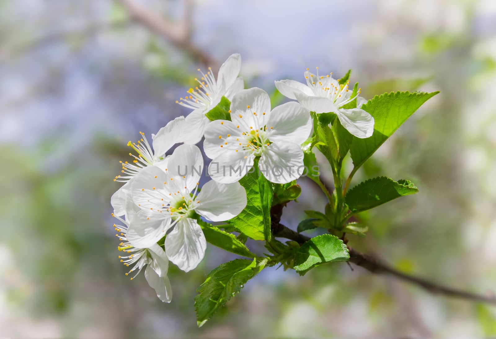 Flowering branche of cherry on a blurred background by anmbph