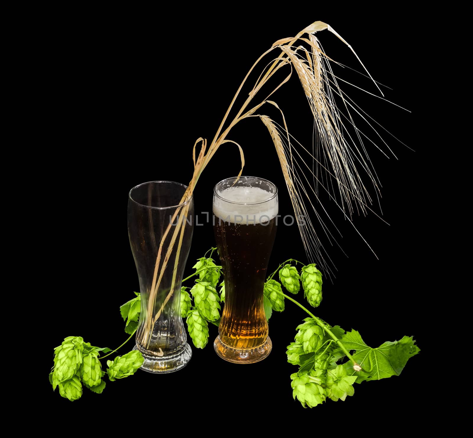 One beer glass with lager beer, branch of hops with leaves and cones and several barley spikes in empty glass on a black background
