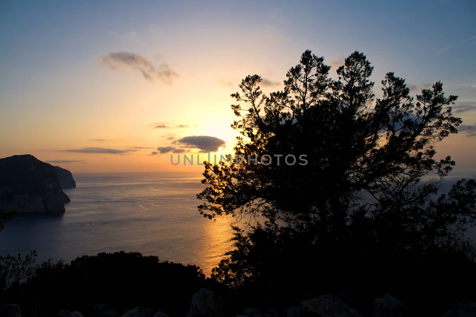 Silhouette of a tree at sunset at Na Xamena, Ibiza