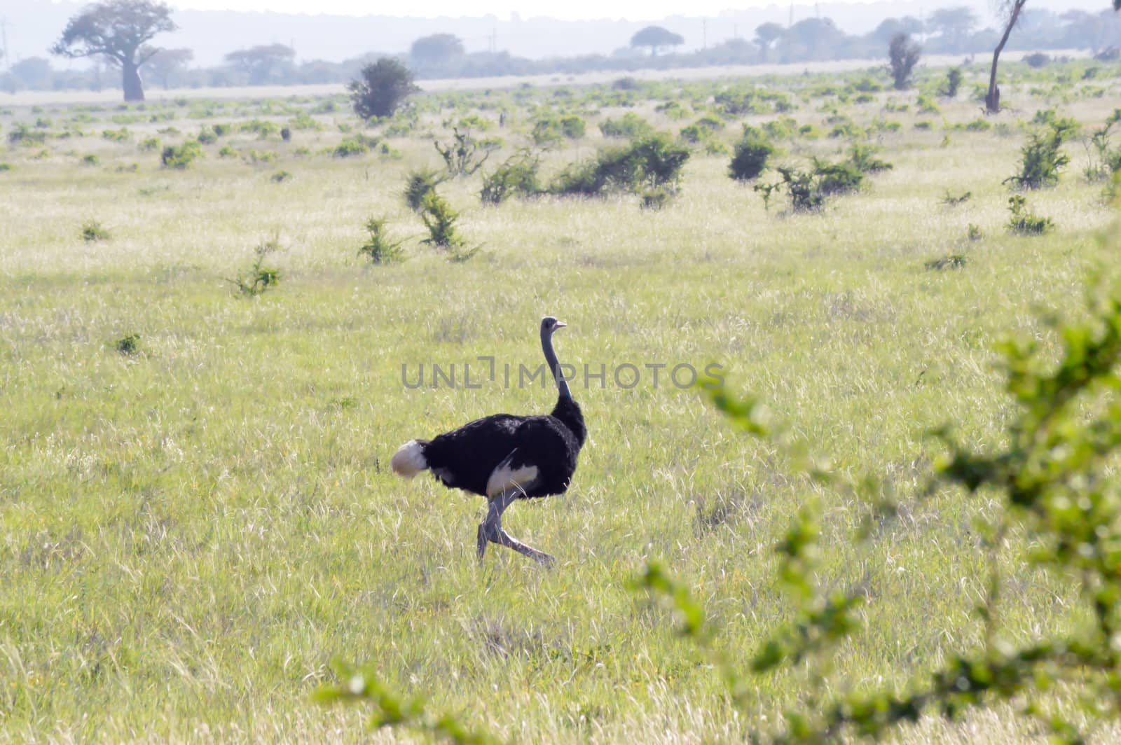 Male ostrich in Tsavo East Park in Kenya