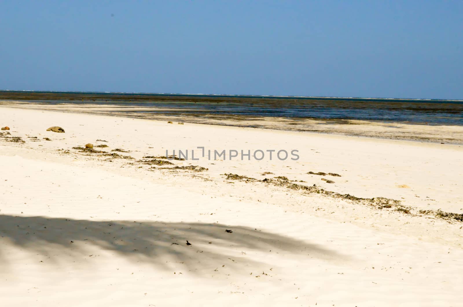 Shadow of a palm tree with background in the sea at Mombasa in Kenya