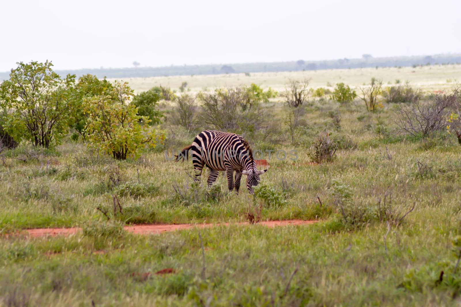 Zebra isolated in the savanna  by Philou1000