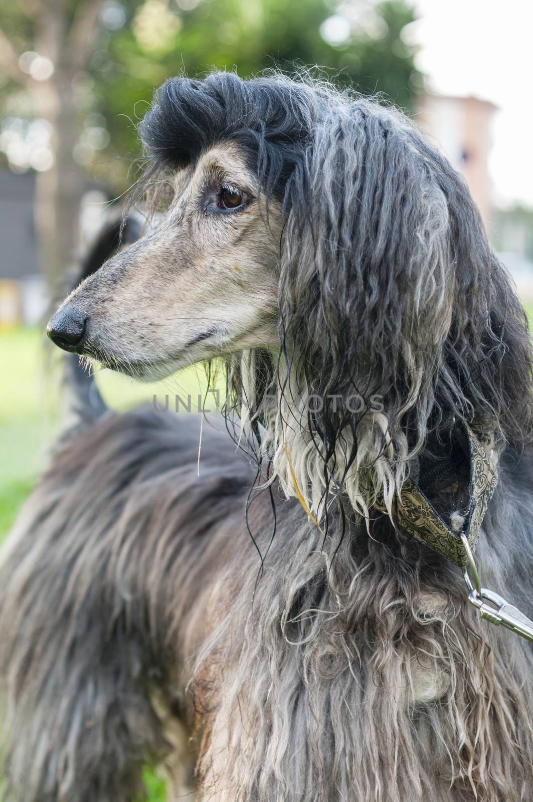 Afghan Hound, dog  by AlessandroZocc