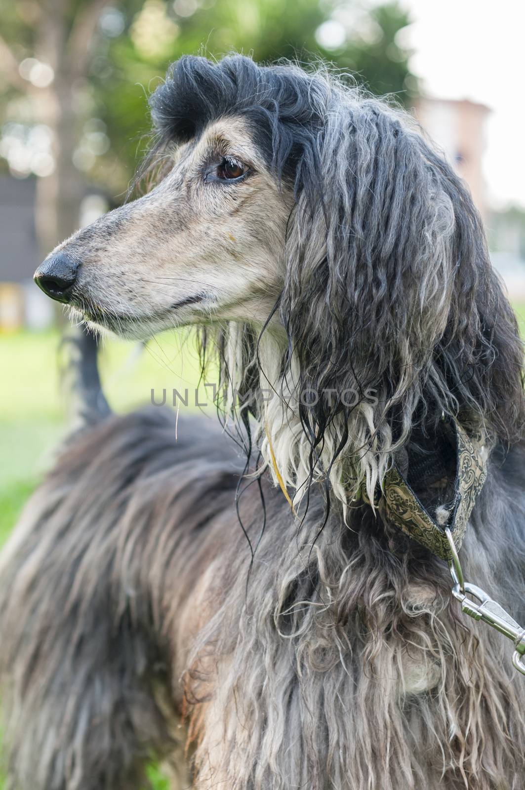 Afghan Hound, dog distinguished by its thick, fine, silky coat