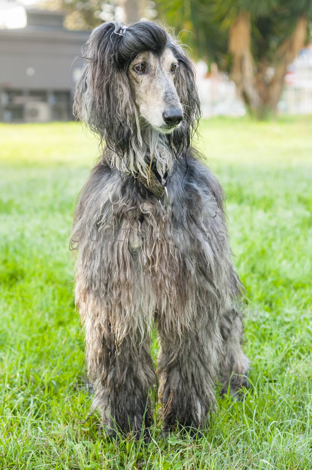 Afghan Hound, dog distinguished by its thick, fine, silky coat