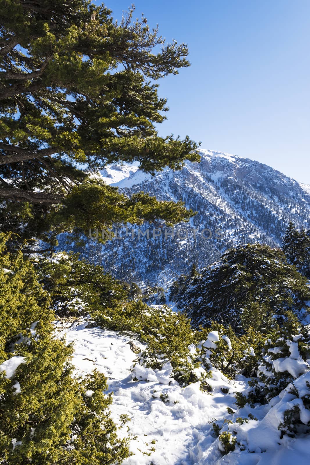 Ziria mountain covered with snow on a winter day, Korinthia, South Peloponnese, Greece. Ziria is one of the snowiest mountains in Peloponnese (2,374m).