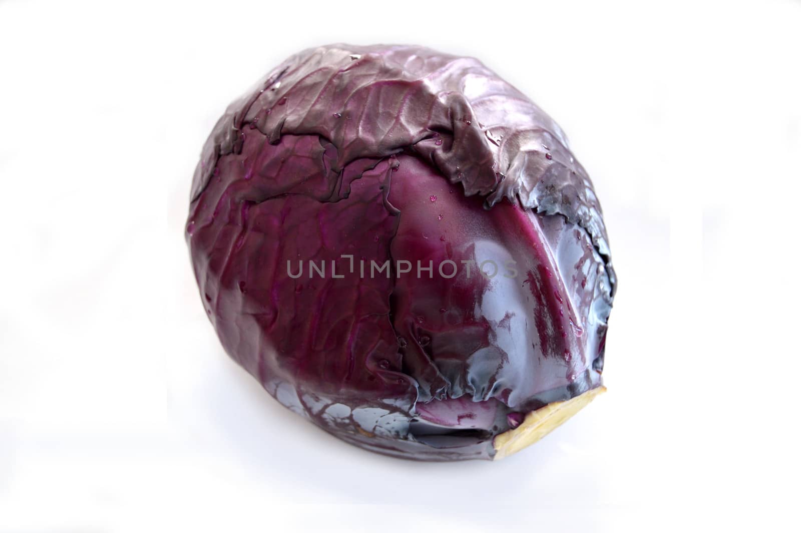 Black cabbage pictures on a white background