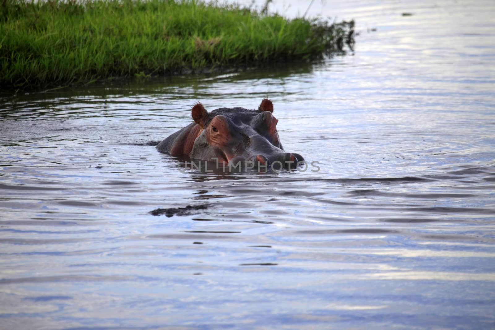 Hippopotamus in the river. Amboseli national park in Kenia