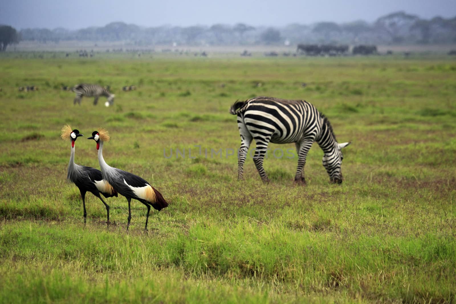 Two Grey Crowned Crane and zebras in Amboseli national park