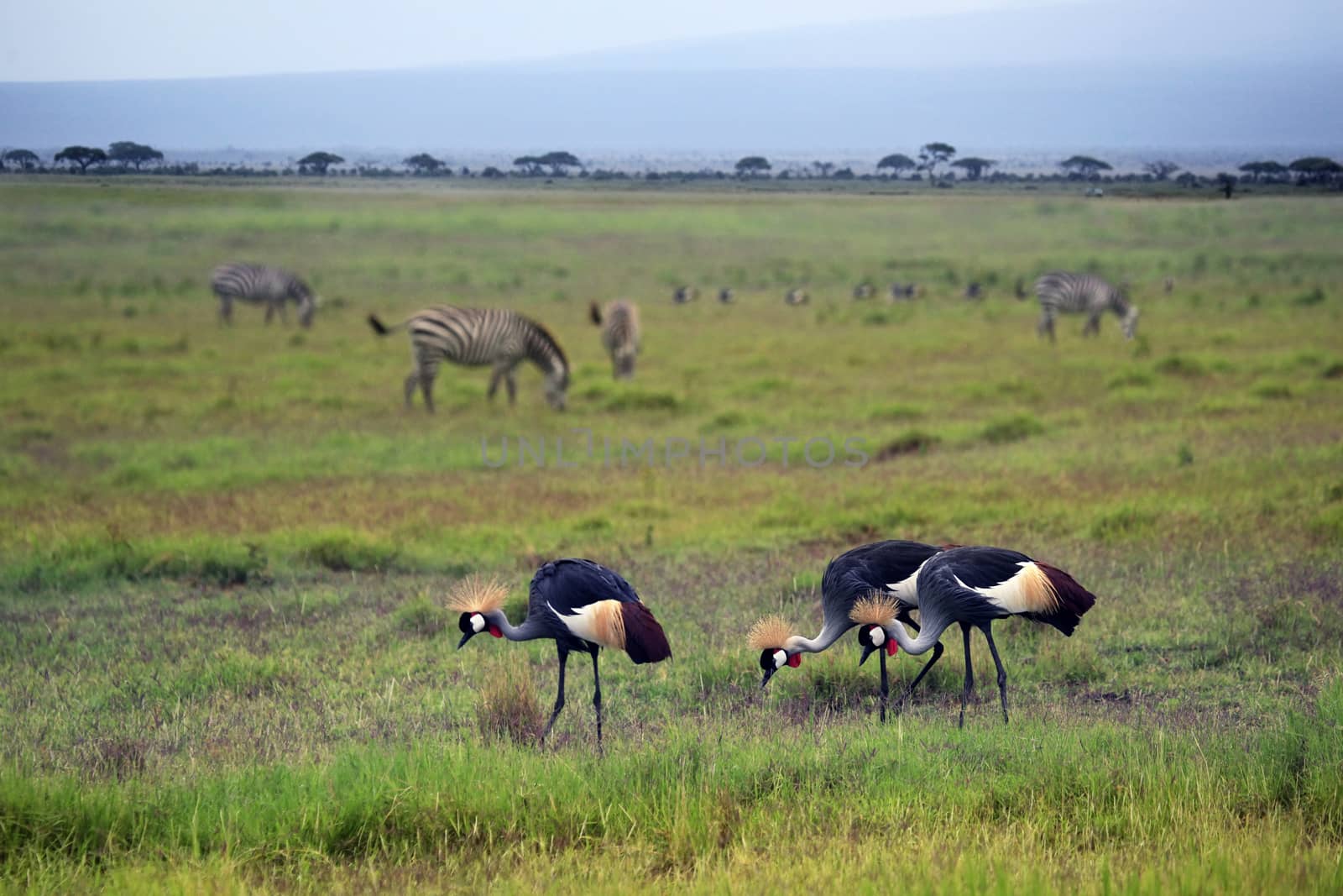 Two Grey Crowned Crane and zebras in Amboseli national park