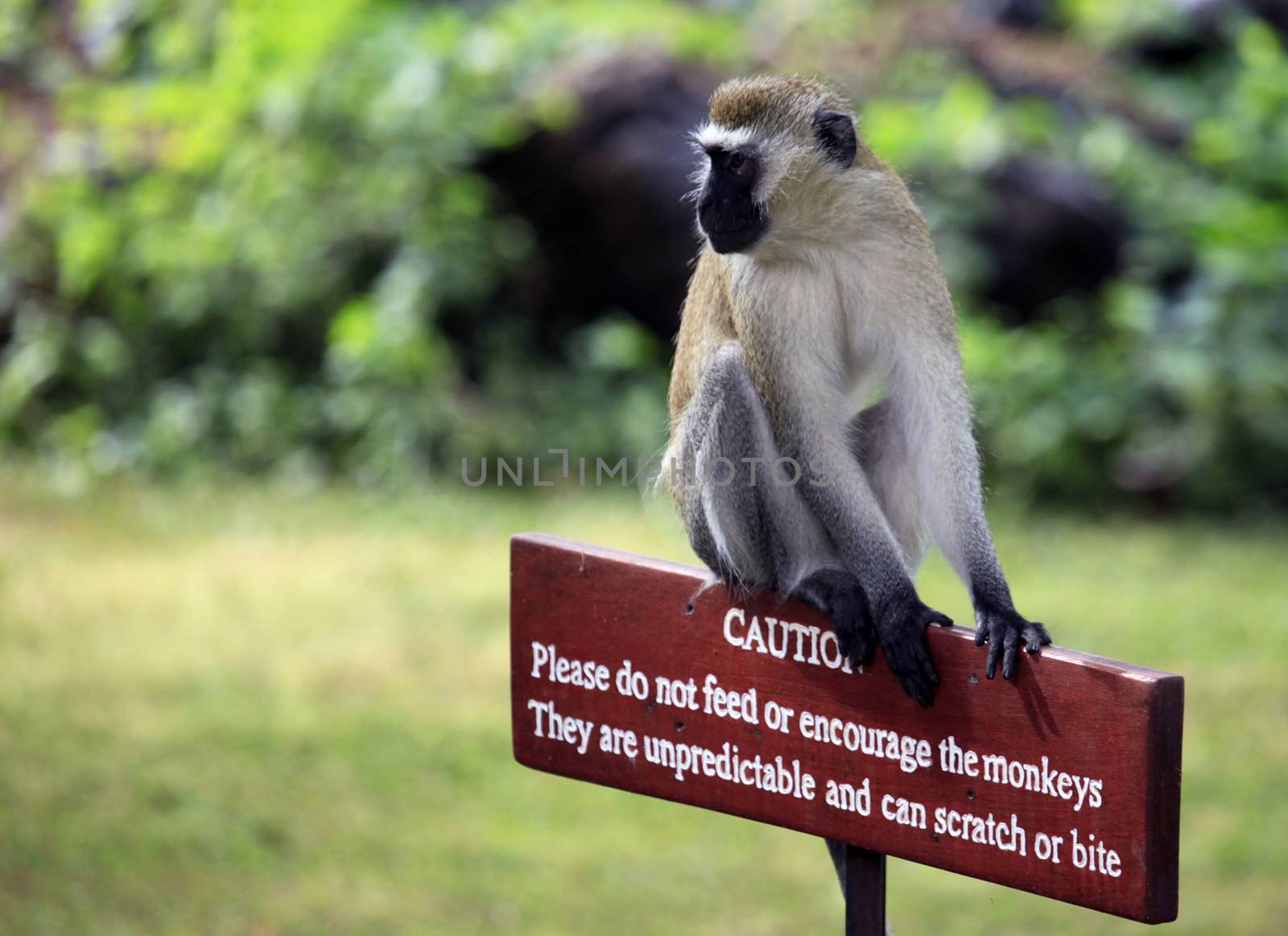 Monkey sitting on a wooden sign with a warning that dangerous to feed animals