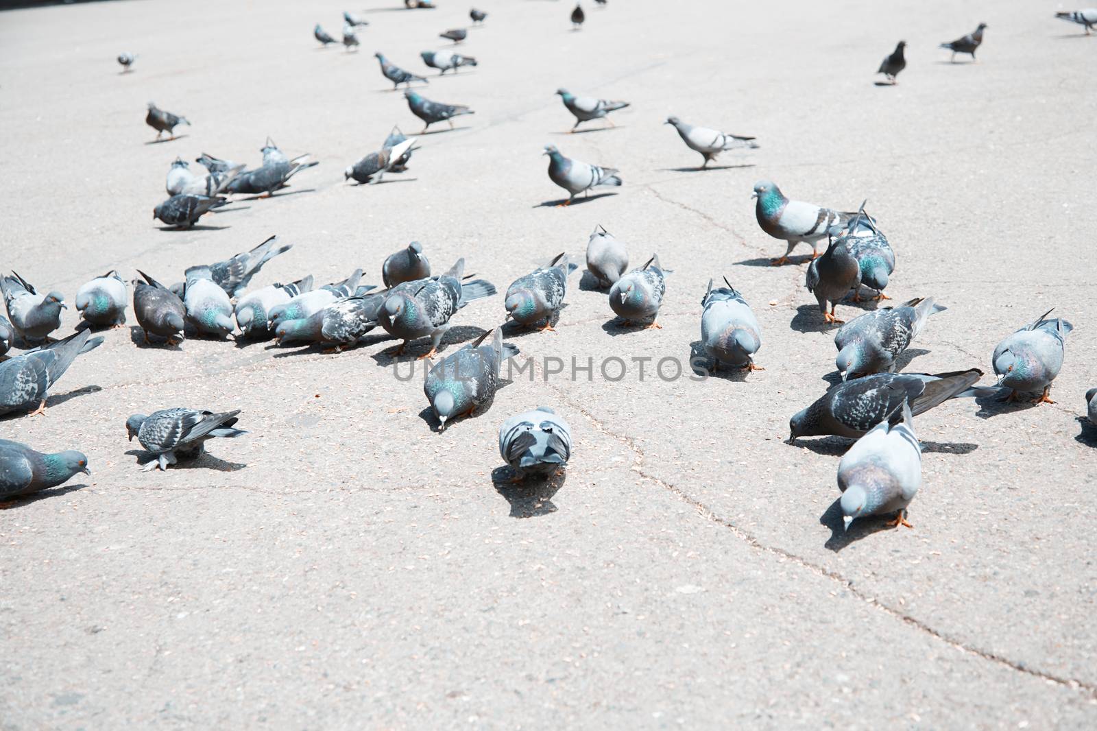 Flock of pigeons on a London street