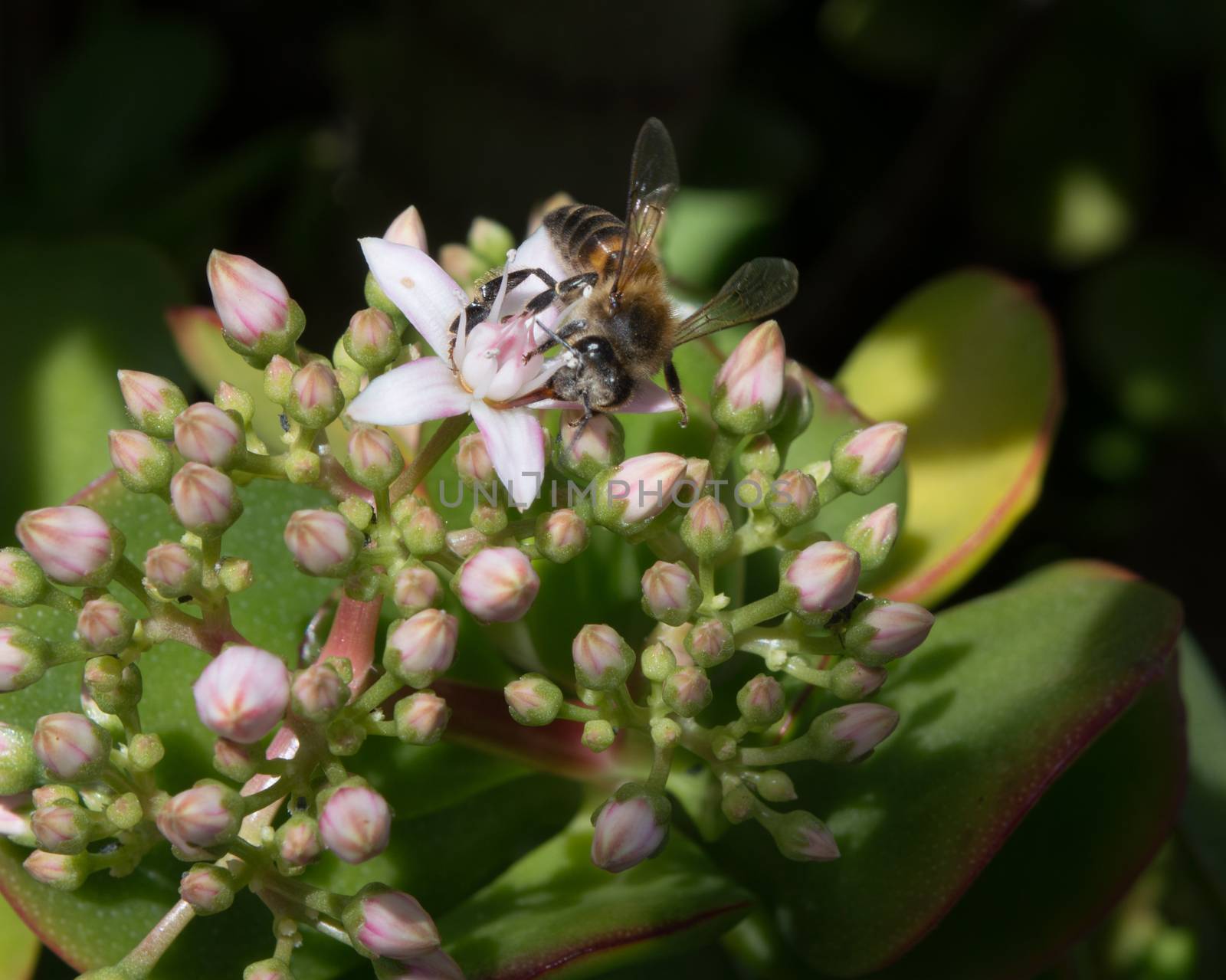 A Honeybee collecting pollen from a Jade Plant in a hotel garden in Madeira