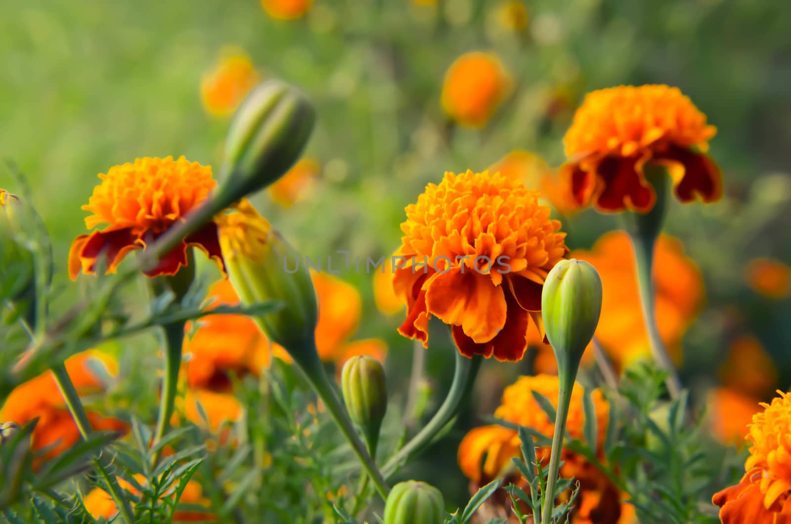 Bright orange and yellow marigolds, beautiful summer flowers