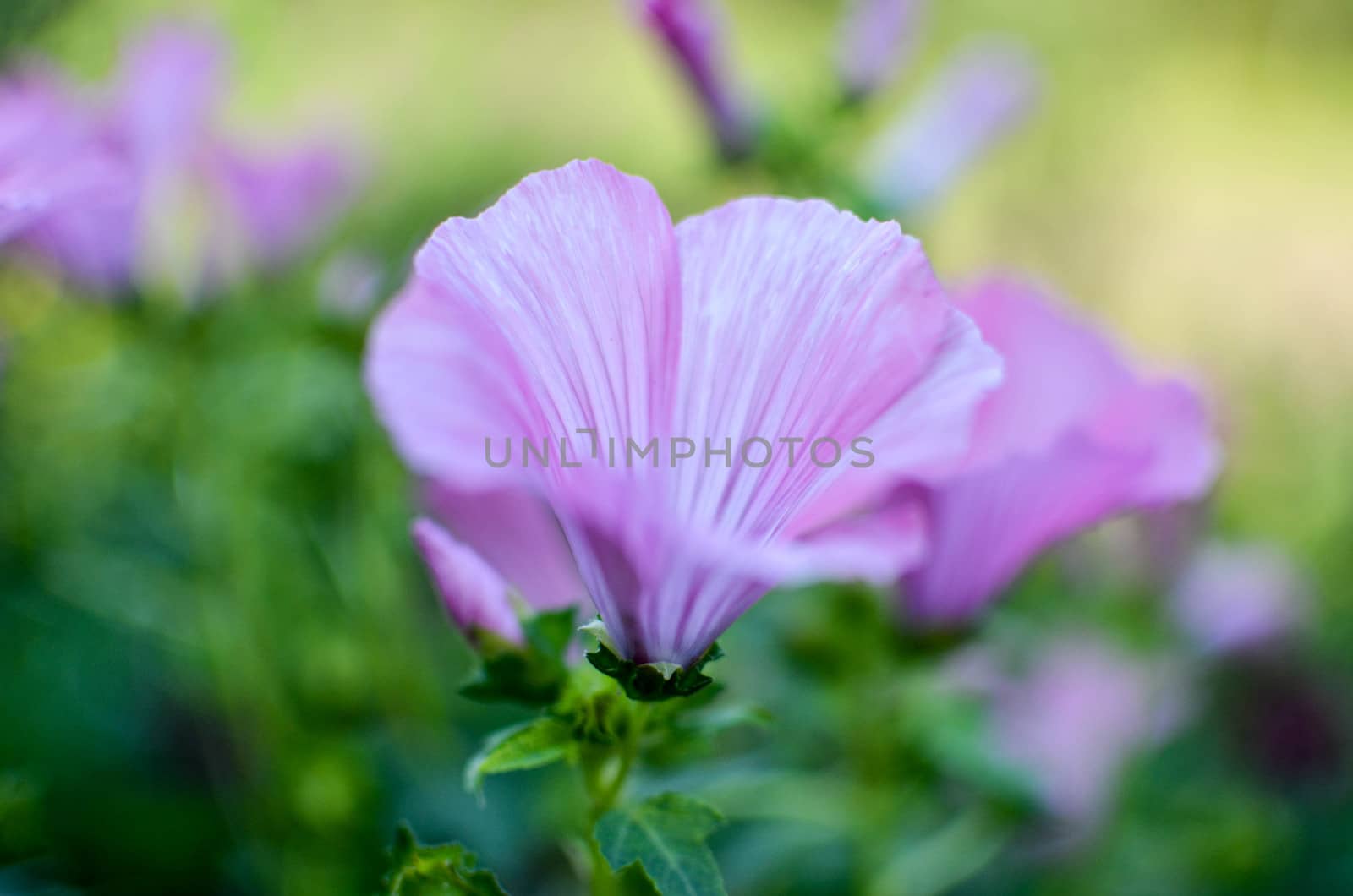 big beautiful pink flowers of Lavatera closeup on the blurry background.