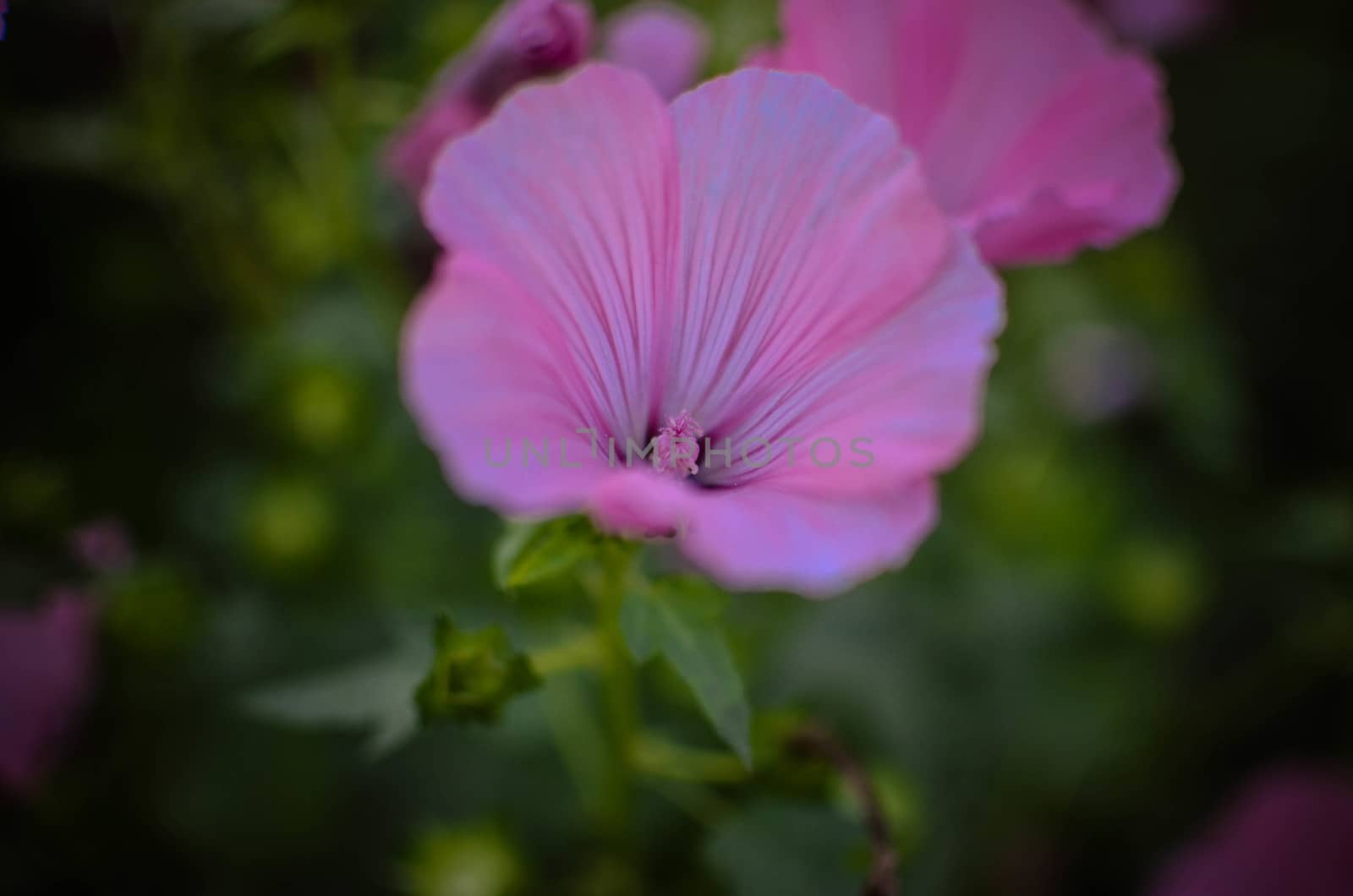 big beautiful pink flowers of Lavatera closeup on the blurry background.