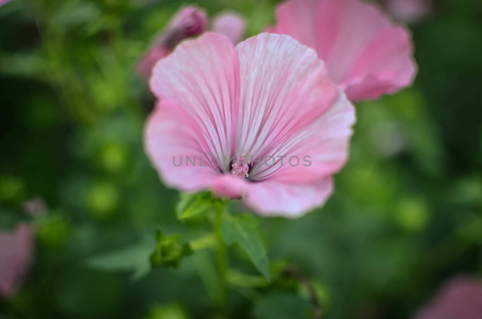 Big beautiful pink flowers ofLavatera closeup by kimbo-bo
