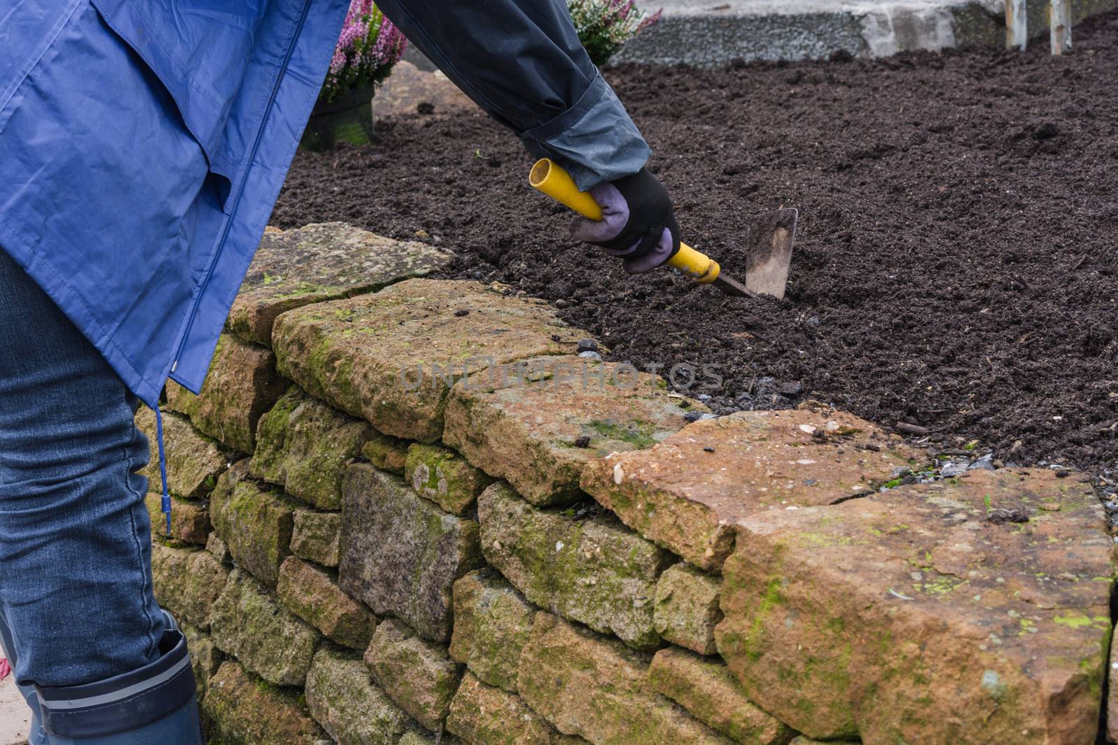 Woman with work gloves and garden tools while planting a flower bed in autumn. agriculture concept
